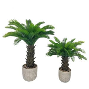 Un grand palmier en pot à côté d'un petit palmier en pot