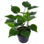 Plante artificielle pour salon de couleur verte dans un pot noir.