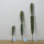 Photo de différentes tailles de cactus artificiels posés contre un mur blanc