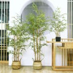 Arbuste de bambou dans le pot en osier