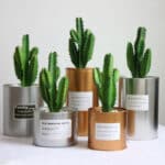 Cactus de couleur verte dans des pots décoratifs.