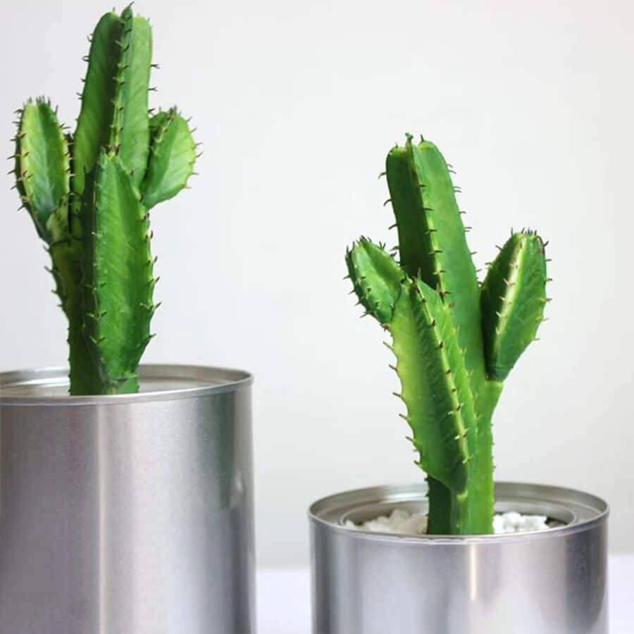Cactus de couleur verte dans des pots décoratifs.