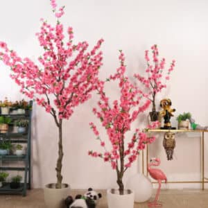 3 cerisiers en fleurs rose vif dans des pots blancs dans une pièce à la lumière tamisée avec parquet en bois et murs blancs.