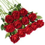 Des roses rouges avec leurs tiges et feuilles sont posées sur un blanc.