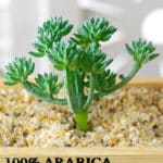 Mini plante grasse artificielle