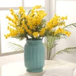 Bouquet de mimosa jaune dans un vase en terre cuite bleu sur une table en bois devant une fenêtre