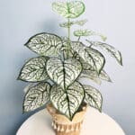 Plante artificielle à feuilles vertes blanches dans un pot posé sur une table.