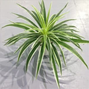Petite plante verte artificielle sur fond gris.