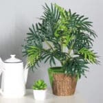 petit palmier tropical dans un pot à côté d'une petite plante succulente à côté d'une théière blanche