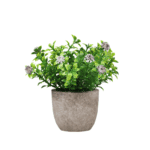 Mini plante verte avec un pot gris sur fond blanc.