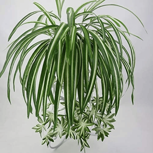 Plante artificielle tombante chlorophytum