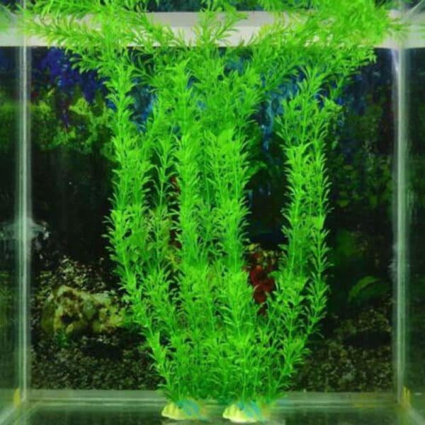 Plante verte dans un aquarium rempli d'eau.