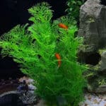 Plante verte artificielle dans un aquarium avec des poissons rouges.